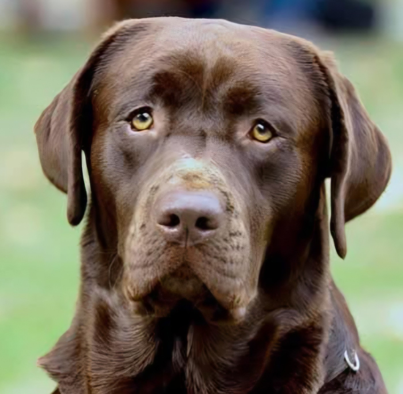 Opium Du Puy Des Merveilles