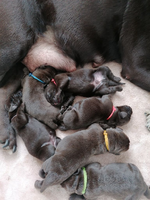 CHIOT